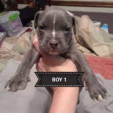 5 more things you didnt get your puppy blue nose pitbull. Blue Nose Pitbull Puppies For Sale Near Me Pet S Gallery