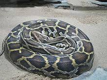 Burmese Python Wikipedia