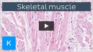 eccentric muscle contraction exles