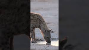 Hyena Day 2023 - YouTube