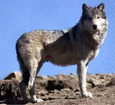 There are wolves called adrionick wolves that live in the mountains.they also think that there are gray wolves. Experts Probe Mysterious Sightings Of Wolf Like Creatures Where No Wolves Lived For Decades News Eagletribune Com
