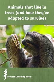Humans are part of the biosphere and must live in harmony with it if we are. Animals That Live In Trees And How They Ve Adapted To Survive Project Learning Tree