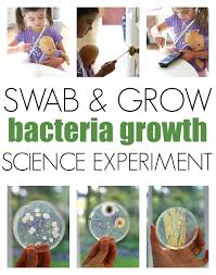 grow bacteria growth experiment