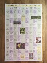 Culinary Herb Chart Guide To Cooking Reference Poster Art Paper