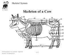Diagram Of Cow Bones Schematics Online