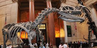American Museum of Natural History de New York | Horario, Mapa y entradas 1