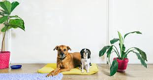 Indoor Plants Safe For Dogs And Cats