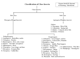 Classification Of Class Insecta Insects Flow Chart
