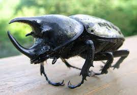 horned nosed beetles and above ground