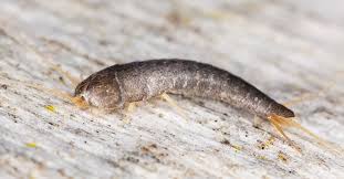 do silverfish bite facts myths and