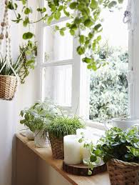 25 Diy Indoor Window Garden For Limited