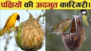 nest build by birds in hindi
