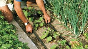 An Easy Approach To Diy Drip Irrigation