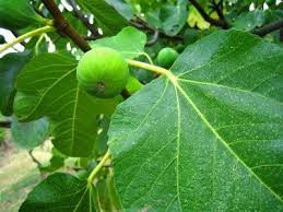 Figs Wont Get Ripe Why Figs Stop Ripening On The Tree