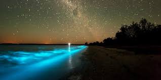 bioluminescent bay the blue horizon