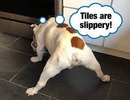 13 tricks to stop your dog slipping and