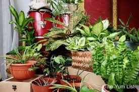 Indoor Gardening Malaysia Learning