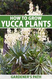 how to grow and care for yucca
