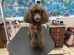 dog haircuts styling perfect paw