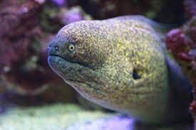 conger garden eels hawaiian marine life