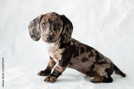 adorable miniture dapple dachshund