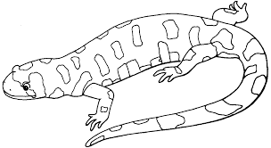 There are tons of great resources for free printable color pages online. Free Printable Lizard Coloring Pages For Kids