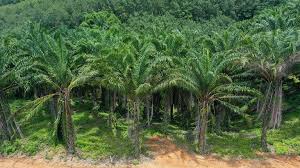There is no doubt that mounting palm oil production costs will increase strain on malaysia's biodiesel blending programme, which the government ramped up in response to the eu's phase out plans under red ii. Palm Oil Prices In Malaysia Increase On Supply Concerns Biofuels International Magazine