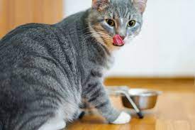If your tabby cat is healthy and lives indoors, you can expect to enjoy her company between 12 and 18 years, maybe longer. Tabby Cats 101 Colors Lifespan Personality And Fun Facts All About Cats