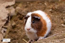 When they are stressed, do guinea pigs shed?