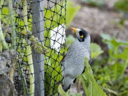 Bird Netting In The Garden
