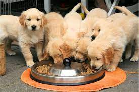 why do dogs cover their food 7 reasons