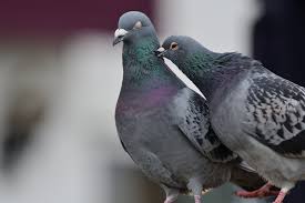 how to get rid of pigeons fast
