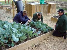 Vegetable Gardening A Beginner S Guide