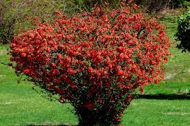 What is the desert bush with red, yellow and orange flowers? 11 Types Of Shrubs That Flower In Early Spring