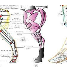 Conformation and a horse's legs. Schematic Illustration Of The Musculoskeletal System Of The Horse Hind Download Scientific Diagram