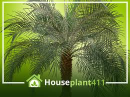 Pygmy Date Palm How To Grow Care Guide