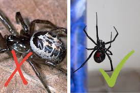 false sightings of black widow spiders