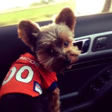 Denver Broncos Puppy Jersey