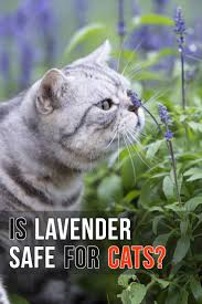 Your cat can eat a lot of lavender plant material and may suffer only an upset stomach, but formulations derived from the plant can be very dangerous to cats. Felineliving Net Cats Feline Health Cat Health