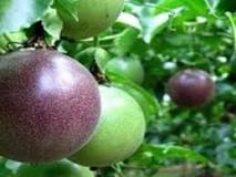 Image result for List Of Fruits Grown In Kenya
