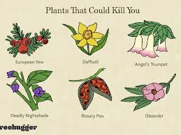 Some pets will try to eat pretty much anything within their reach, even after a bad experience, so be. 17 Plants That Could Kill You