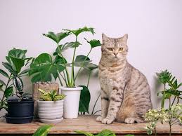 24 Plants That Are Safe For Cats Vet