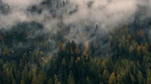 foggy forest hd wallpapers free