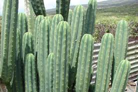 It is usually grown for ornamental purposes; San Pedro Cactus The Mix