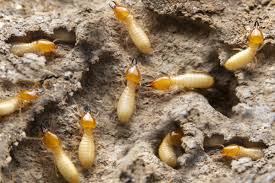 the truth about termites in florida and