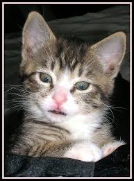 Learn how to tell the difference and what to do about it. How To Treat Feline Asthma In Cats