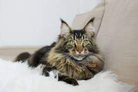10 long haired cats maine