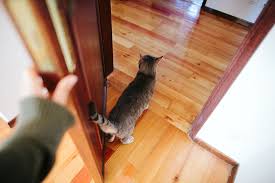 Interior Door Cat Doors Close Indoor