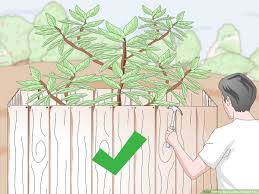 How To Grow A Sandalwood Tree 14 Steps With Pictures