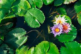 aquatic flowers to grow in water